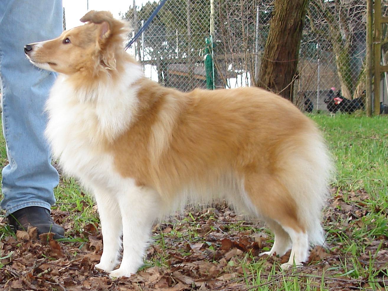 Roxy